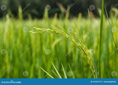 Beautiful Green Rice Plant In Rice Fieldthailand Stock Image Image
