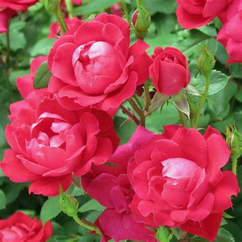 Knock Out® Double Red Rose Plants For Sale Free Shipping