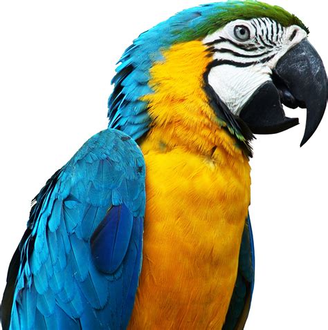 Blue Parrot Png Image Free Download