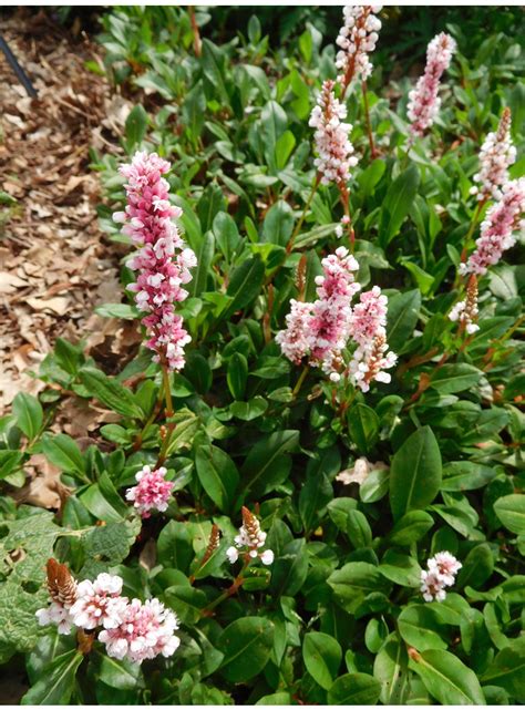 Persicaria Affinis Superba The Beth Chatto Gardens