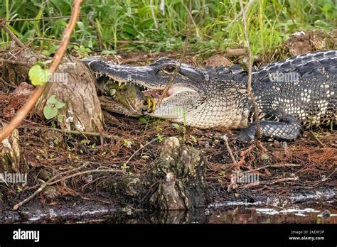 American Alligator Alligator Mississippiensis Eating An Invasive