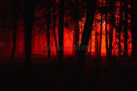 Scary Foggy Forest Stock Photo Image Of Fantasy Gloomy 79265370