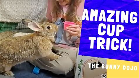 Giant Bunny Learns Cup Trick Youtube