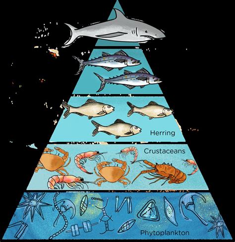 (more)nstructions are embedded in the. food pyramid, use to show bioaccumulation. more and less ...