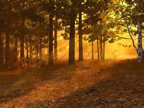 Nature 3d Screensavers Autumn Forest A Sunset In The