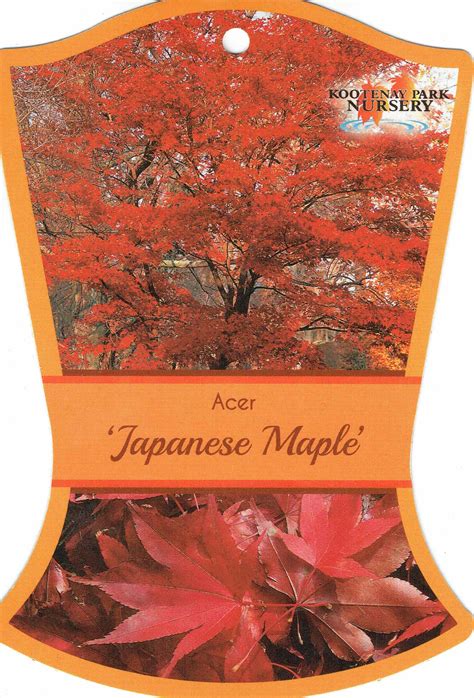 Acer Palmatum Japanese Maple Blerick Tree Farm