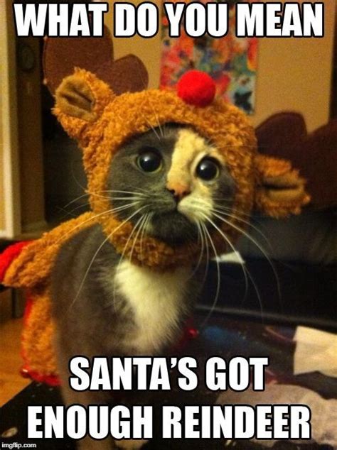 Image Tagged In Cute Cat Sad Christmasby Memepro1 Imgflip