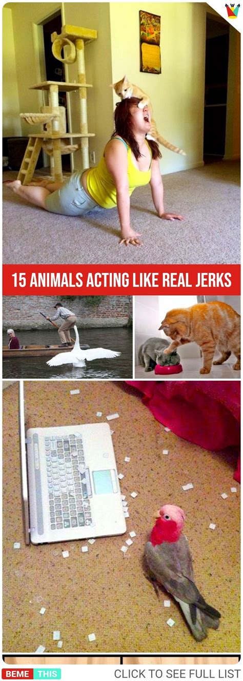15 Animals Who Are Acting Like Real Jerks Pets Funnydogs Funnycats