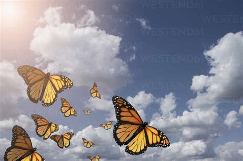 Low Angle View Of Butterflies Flying In Blue Sky Stock Photo