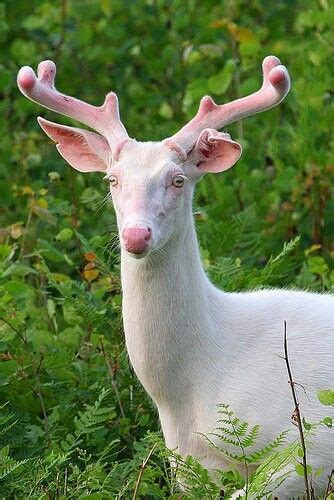 Unique Rare Albino Animals Albino Deer