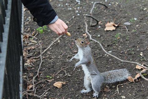 Feeding A Squirrel In London Stock Photo Image Of Little Rodent