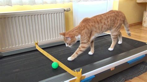 Cats Hilarious Reaction To Treadmill
