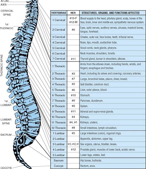 Chiropractic Services Why You Shouldnt Be So Skeptical Hubpages