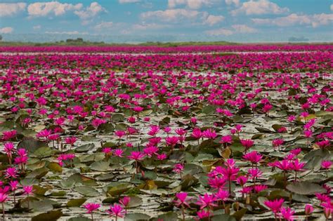 Premium Photo The Sea Of Red Lotus Lake Nong Harn Udon Thani Thailand