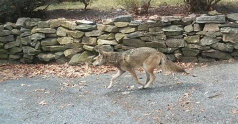Westchester Coyote Nightmare Over Officials Say Cbs New York
