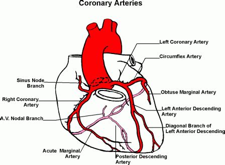 Coronaryarteriescomplete from faculty.etsu.edu (taken from johnson, weipz and savage lab book). Coronary heart disease (CHD), also called coronary artery ...