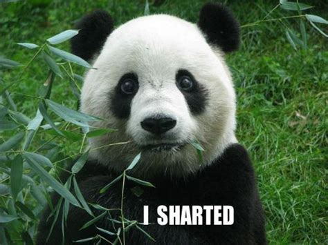 Silly Panda Panda Bears Funny Panda Bear Funny Bear Pictures