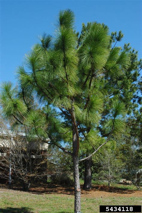 Longleaf Pine Pinus Palustris Pinales Pinaceae 5434118