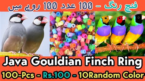 Plastic Colour Rings For Finch Birds Cheapest Java Gouldian Banglese