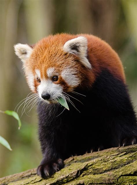 Creating The Red Panda Community Forest Rainforest Trust