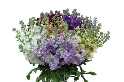 Maybe you would like to learn more about one of these? Stock Flower 10 Bunch | JR Roses