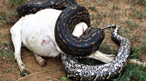 Largest Snake Found In South Africa Snake Poin