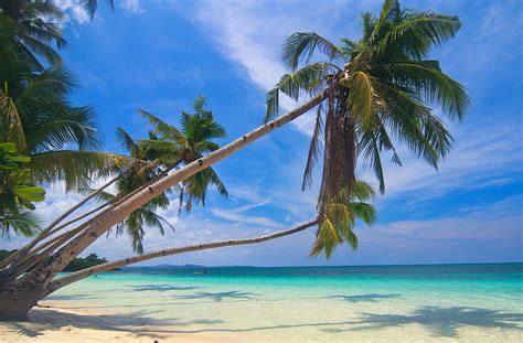 写真、 自然、 風景、 ヤシの木、 白、 砂、 ビーチ、 熱帯、 海、 夏、 島、 フィリピン、 hdデスクトップの壁紙 wallpaperbetter