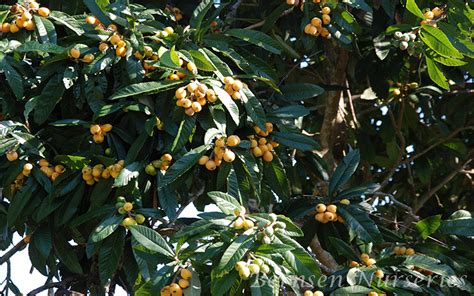 Wholesale Loquat Tree Naples