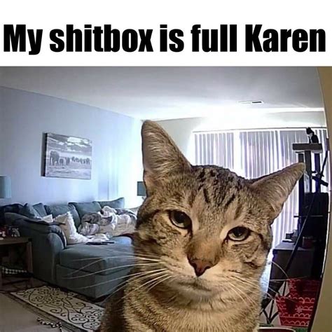 Cat Meme My Shitbox Is Full Karen Cats Karen Meme Meme Funny Cats