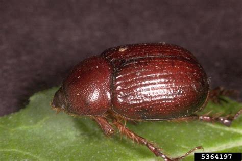 Carrot Beetle Bugwoodwiki