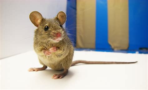 Unravelling Diversity Of Wild House Mouse Mirage News