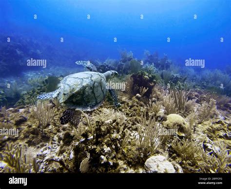 Green Sea Turtle Caribbean Sea Surface Diving In Cancun Riviera Maya Yucatan Peninsula