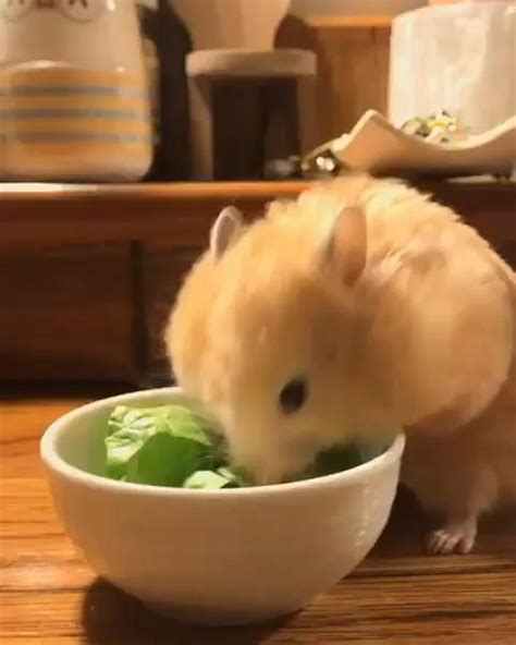 Hamster Owner Builds Her Furry Pets Tiny Living Rooms And Snooker