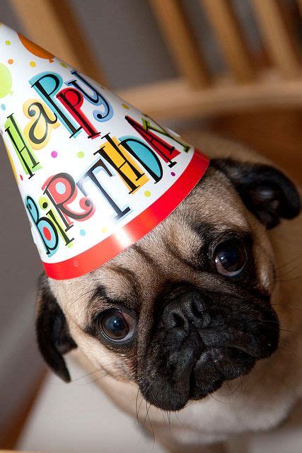fierce puppies celebrating lady gagas birthday happy birthday pug birthday pug happy