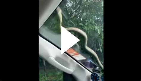 Creepy Snake Slithers On Car Windscreen Nail Biting Video Goes Viral