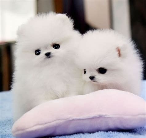 White pomeranian puppy for sale, teacup pomeranian puppies Order lovely Pomeranian puppies, Maltese puppies , Teacup ...