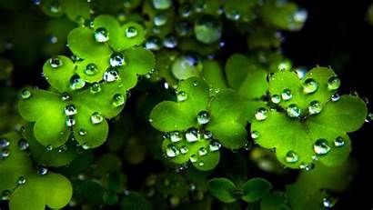 Patrick Shamrock St Background Clover Wallpapers Wall