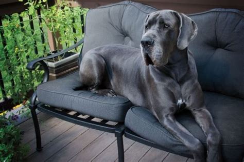 20 Gray Dog Breeds With Pictures