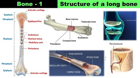 Structure Of Bone Epiphysis Diaphysis Metaphysis Endosteum