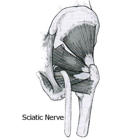 Sciatic Nerve Hip Anatomy Anatomy Sciatic Nerve