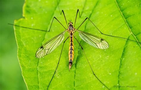 Tiger & crane fists (chinese: Tiger Crane Fly | Commonly known as a Daddy Longlegs ...
