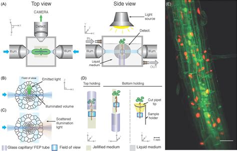 Light Sheet Microscopy And Live Imaging Of Plants Berthet 2016