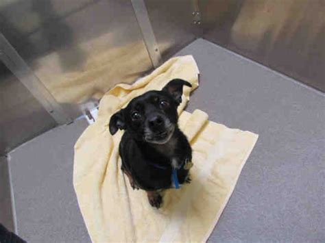 View info & photos of dogs, cats & exotic pets who are ready to find their forever home! Chihuahua dog for Adoption in Denver, CO. ADN-712425 on ...