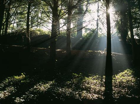 Sun Shining Through The Trees Photograph By Axiom Photographic