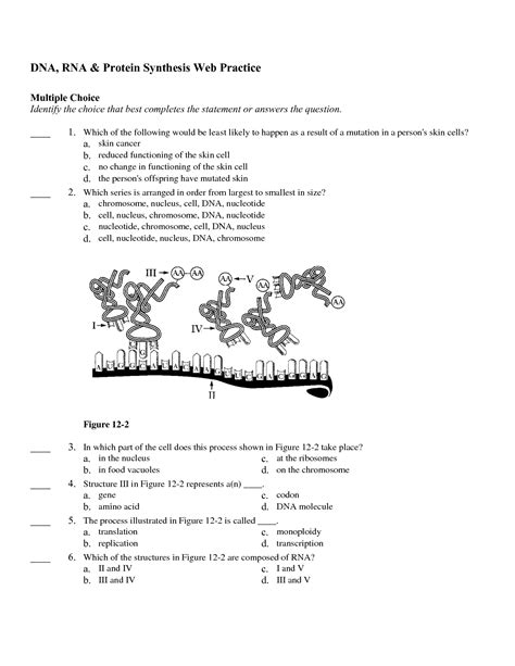 Griffith experimented with the bacteria that. From Dna To Protein Worksheet - Nidecmege