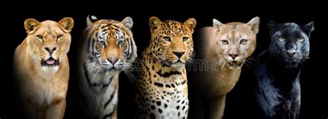 Close Portrait Big Wild Cats Lion Tiger Leopard Puma Stock Image