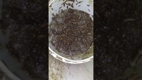 Budidaya maggot dapat dilakukan dengan menggunakan media yang mengandung bahan organik dan berbasis limbah ataupun hasil samping kegiatan agroindustri. Gagal budidaya maggot bsf - YouTube