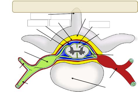 33 Label The Spinal Cord Meninges And Spaces Labels Information List