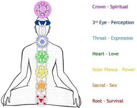 The Human Body Energy Centers The Seven Chakras Fit Lotus