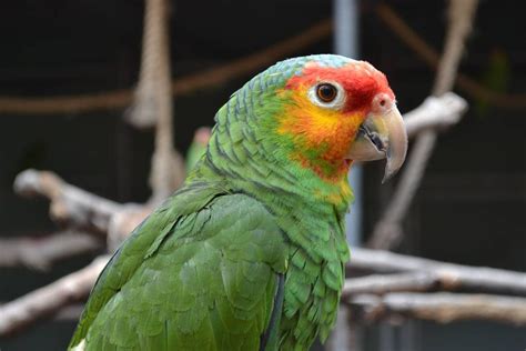 Red Lored Amazon Parrot Facts Diet And Care With Pictures Pet Keen